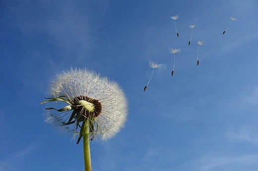 He’s in the Gentle breeze…