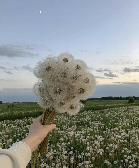 Strength Like A Dandelion…
